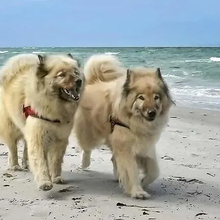 Ausblick Haushaelfte 公寓 Stahlbrode