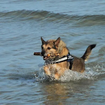 Ausblick Haushaelfte 公寓